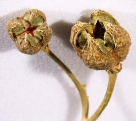   Fruits:   Ruta graveolens ; Photo by V. Brewster, USDA APHIS PPQ, imageID.idtools.org
